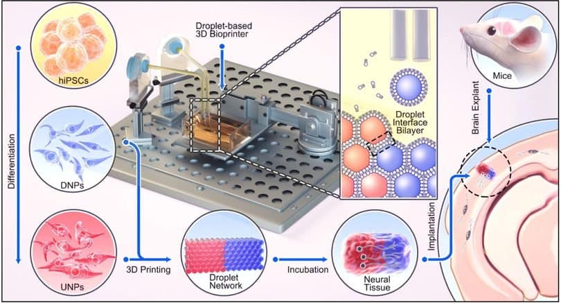 Oxford Researchers Say 3D Printing Is Getting Better at Building Brain Tissue, But Not Fixing It Yet3DPrint.com | Additive Manufacturing Business 2 3D brain repair overview aXKtBn