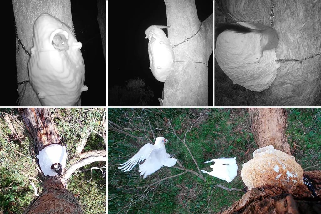 3D Printing Prosthetic Nests to Help Endangered Birds Stretch Their Wings3DPrint.com | Additive Manufacturing Business 2 Cameramonitoringofnovelprosthetichollows 1024x683 XmOwsm
