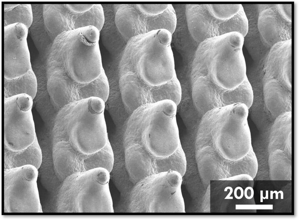 Fabric8Labs & University of Illinois Collaborate on 3D Printed Copper Cold Plates for Data Centers3DPrint.com | Additive Manufacturing Business 2 Copper cold plates close up CREDIT Cell Reports Physical Science Bazmi et al 1024x753 0McQnT