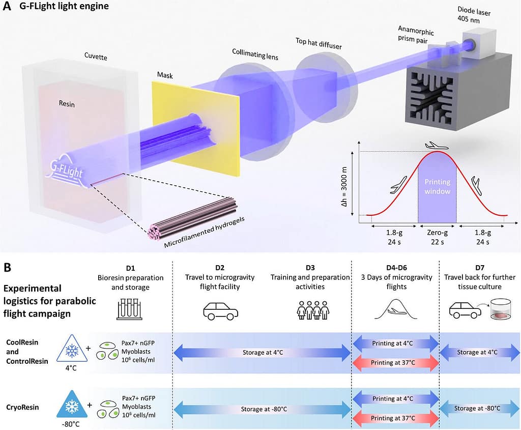 2.5D Mouse Muscle Tissue Made on Vomit Comet3DPrint.com | Additive Manufacturing Business 2 advs71874 fig 0001 m uq2cqY