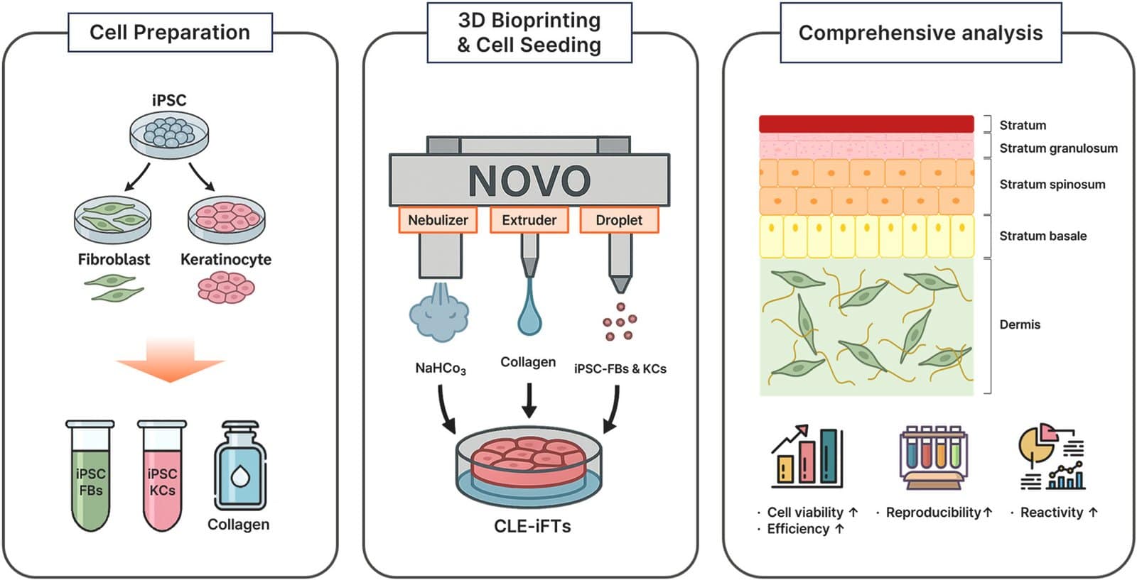 Clecell Turns Stem Cells into 3D Printed Human Skin in the Lab3DPrint.com | Additive Manufacturing Business 12 1 s2.0 S2405886625000612 ga1 lrg 6lryYv