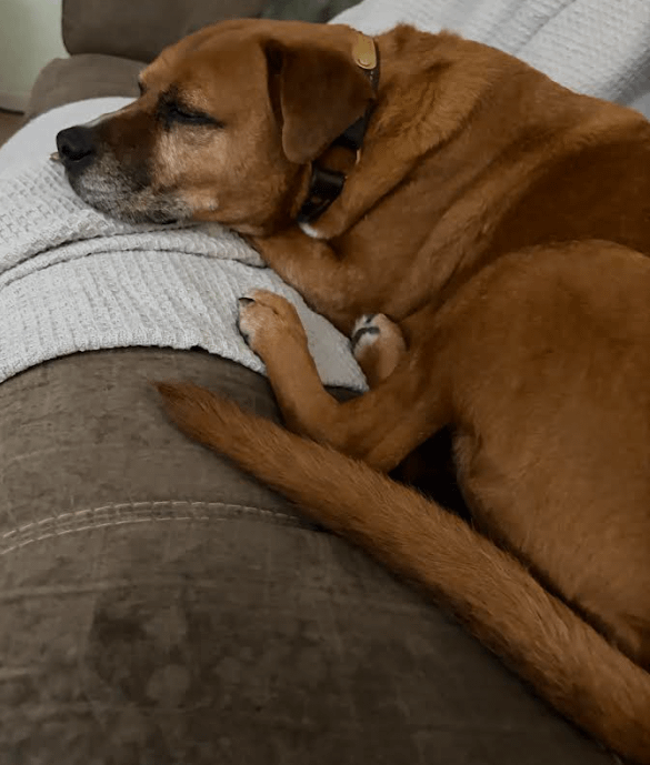 CurifyLabs Launches Excipient System for 3D Printed, Personalized Pet Medicine3DPrint.com | Additive Manufacturing Business 23 Screenshot 2025 12 18 at 1.11.01 AM Bm13Xc