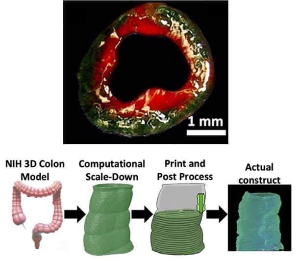 Scientists 3D Print a Functional Human Colon Model to Study Cancer and Drug Response3DPrint.com | Additive Manufacturing Business 2 Research Graphic Sm7l7v